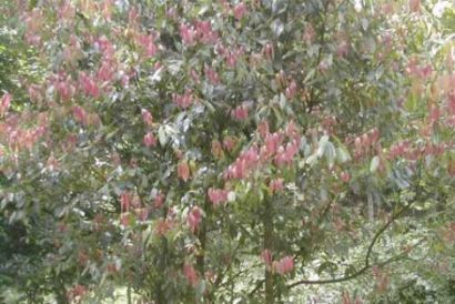 Tamalapatra Indian Leaf - Cinnamomum tamala - Корица малабарская, лавр (коричник) индийский